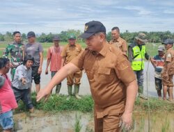 Bupati Aceh Tamiang Tinjau Kondisi Tanaman Padi Terancam Puso