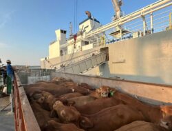 Pelindo Komit Layanan Livestock, Kawal Ketahanan Pangan Nasional