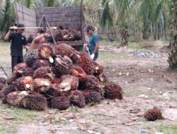 Harga TBS Kelapa Sawit Turun Di Palas, Di Tingkat Petani Menjadi Rp. 2.430/kg