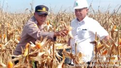 Dukung Ketahanan Pangan Nasional, PT Lonsum GME Panen Raya Jagung