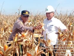 Dukung Ketahanan Pangan Nasional, PT Lonsum GME Panen Raya Jagung