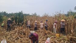 Polsek Labuhan Ruku Panen Raya Jagung
