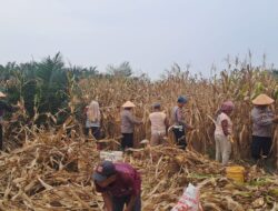 Polsek Labuhan Ruku Panen Raya Jagung