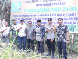 Wakil Bupati Aceh Tamiang Panen Perdana Padi Organik Tanpa Pupuk Kimia