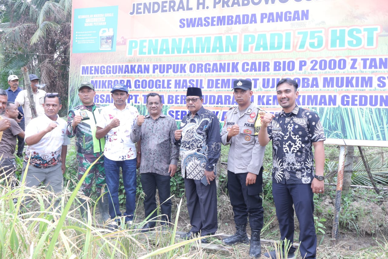 Teks foto : Wakil Bupati Aceh Tamiang, Ismail, SE.I, melakukan panen perdana padi organik tanpa pupuk kimia di Kampung Gedung Biara, Kecamatan Seruway, Kamis (21/8/2025).