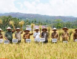 Bupati Palas Panen Raya Padi Bersama Masyarakat Batang Lubu Sutam