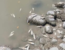 Ribuan Ikan Mati Mendadak Di Sungai Kubah Padang Batubara