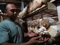 Inalum Bantu Modal Usaha Jamur Tiram Di Desa Kuala Tanjung