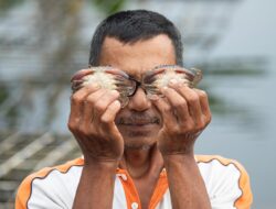 Inalum Dukung Budidaya Kepiting Soka