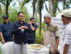 Bulog Sumut Serap Gabah Petani Langkat