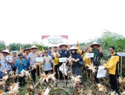 Bupati Dan Kapolres Batubara Zoom Meeting Panen Raya Jagung