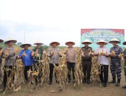 Panen Raya Jagung di Asahan, Polres dan Forkopimda Dorong Swasembada Pangan