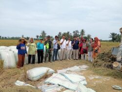 Bulog Sumut Serap 41.102 Ton Gabah Petani