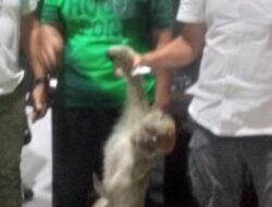 Monyet Liar Resahkan Kota Brandan Berhasil Dilumpuhkan 