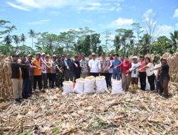 Bupati Nias Hadiri Panen Jagung Perdana di Lahan BUMDes Desa Umbu