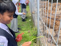 Para siswa bermain-main dan memberi pakan kepada rusa totol milik PT. PAG