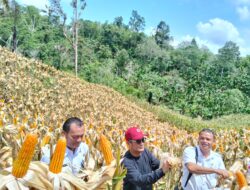 Bupati Nias Hadiri Panen Perdana Ketahanan Pangan Desa Sihareo III Hilibalu