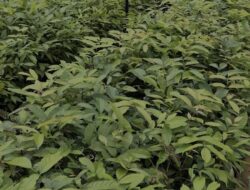 INALUM Dan PJT I Perkuat Konservasi Lewat Penanaman Pohon Pembibitan Modern