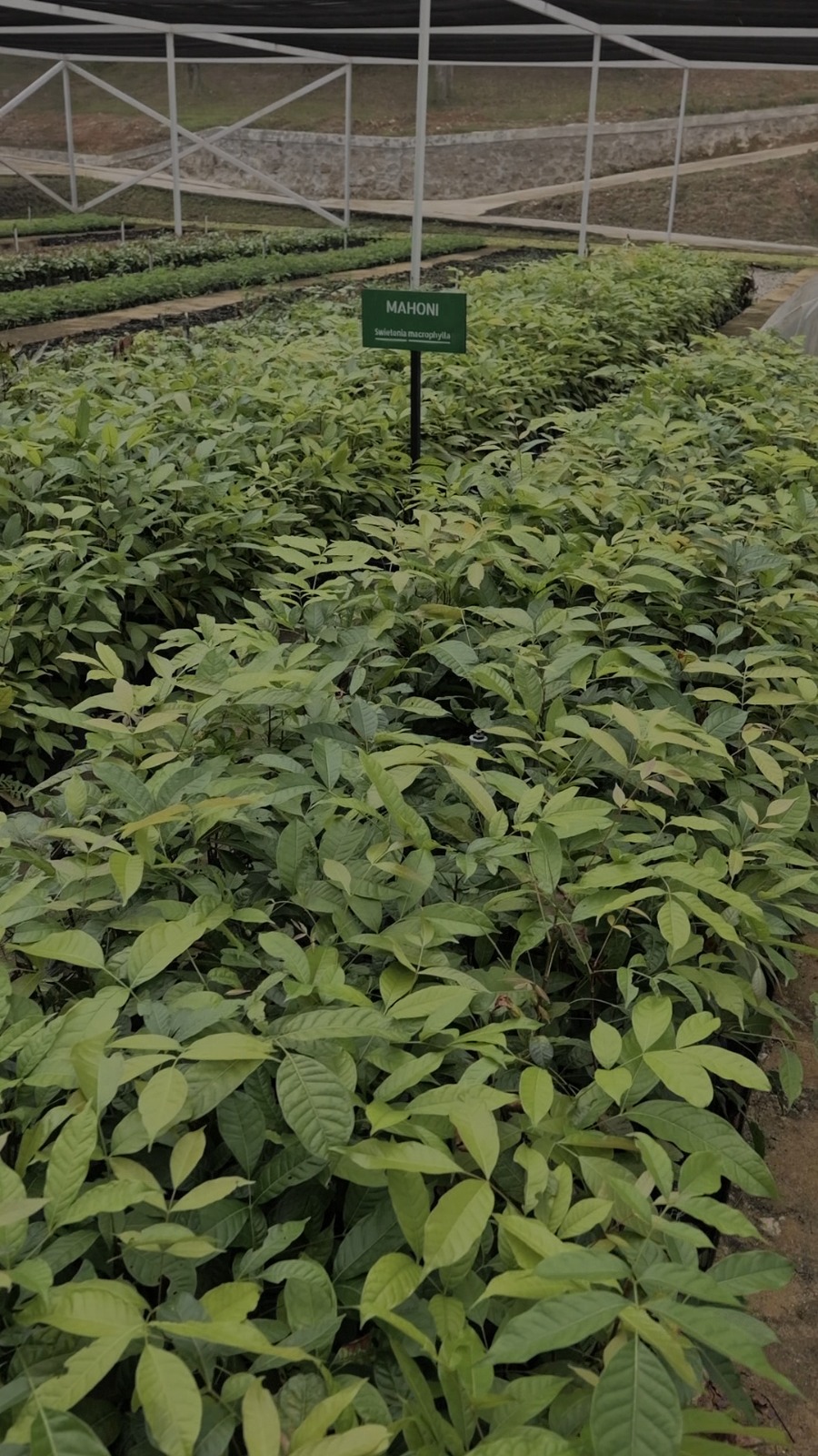 Teks fhoto PT Indonesia Asahan Aluminium (PT INALUM) terus menunjukkan komitmennya dalam menjaga kelestarian lingkungan, khususnya di kawasan Daerah Tangkapan Air (DTA) Danau Toba Senin (27/10-2025).beritasore/alirsyah