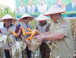 Bupati Asahan Hadiri Panen Raya Jagung Di Tinggi Raja