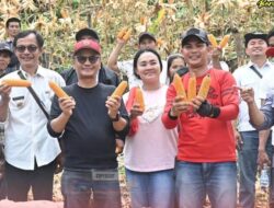 Bupati Nias Dan Ketua DPRD Panen Perdana Jagung Di Desa Sisaratandrawa
