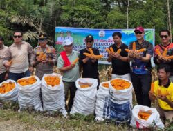 Ketua DPRD Dan Bupati Nias Panen Perdana Jagung Hibrida Di Desa Sisobalauru Hiliduho
