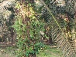 Dua Orang Diduga Pencuri Sawit Kebun PTPTN IV Dilaporkan Ke Polsek Pulau Raja