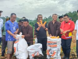 Panen Jagung Di Desa Hilifaosi, Bupati dan DPRD Apresiasi Kerja Keras Pemerintah Desa