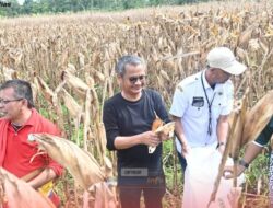 Bupati Nias Bersama Ketua DPRD Panen Jagung Hibrida