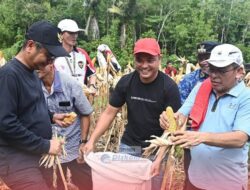 Bupati Dan Ketua DPRD Nias Panen Jagung Di Desa Sihareo III Bawasalo’o Berua Ma’u