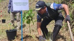 Teks fhoto INALUM tanam 600 Pohon diareal seluas 500 Hektar di Daerah Tangkapan Air (DTA) Danau Toba Senin (10/11-2025).beritasore/alirsyah