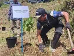 Penghijauan 500 Ha DTA Danau Toba, INALUM Tanam 600 Pohon
