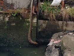 Warga Tangkap Ular Piton Di Pasar Tradisional Brandan