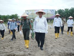 Forkopimda Asahan Bersatu Dukung Gerakan Tanam Padi Gogo Kodim 0208