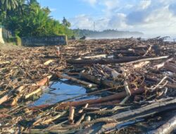 Pesisir Pantai Desa Bawozaua Nisel Jadi Sasaran Sampah Kayu Dibawa Gelombang Laut