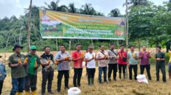 Bupati Nias Panen Perdana Jagung Hibrida di Desa Sihare’o III Kecamatan Ma”u