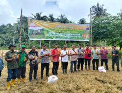 Bupati Nias Panen Perdana Jagung Hibrida di Desa Sihare’o III Kecamatan Ma”u