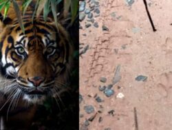 Pasca Harimau Serang Warga, BKSDA Wilayah III Sumut Pasang Kamera Pengintai