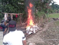 Polsek Sunggal Bakar Gubuk Sarang Narkoba