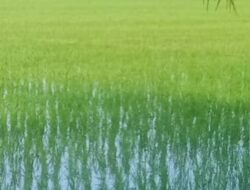 Petani Abdya Terancam Gagal Panen Akibat Langkanya Pupuk Bersubsidi