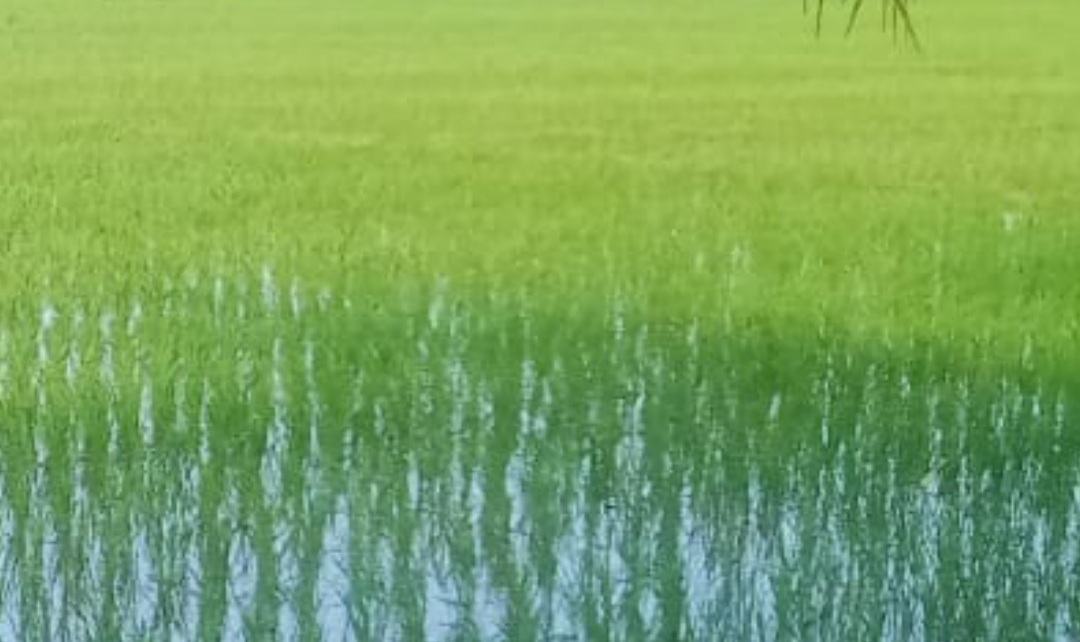 Kondisi padi milik penduduk Abdya dalam masa pembiakan yang terancam gagal panen akibat kelangkaan pupuk subsidi. Foto direkam Sabtu (3/1) lalu. Foto: Syafrizal. 