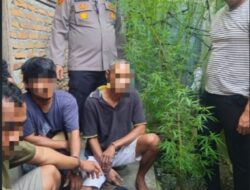 Polsek Dolok Masihul Tangkap Warga Tanam Pohon Ganja Di Samping Rumah