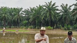 Teks foto: Ketua Tani Merdeka Indonesia Kabupaten Aceh Tamiang, M Prawira Haji, S.P saat kegiatan menanam padi di Kampung Paya Bujuk, Kecamatan Karang Baru. (Foto: Yusri). 