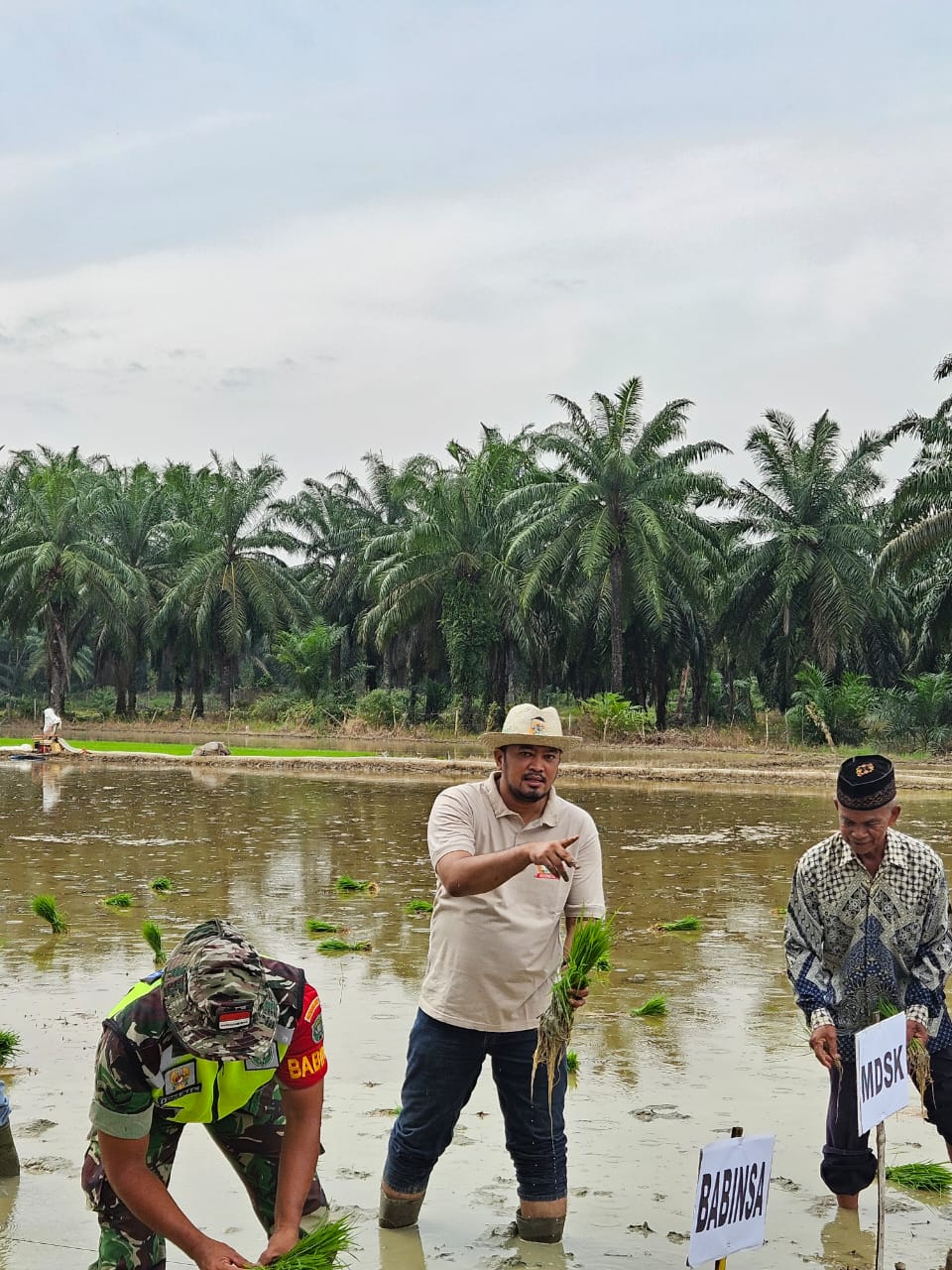 Teks foto: Ketua Tani Merdeka Indonesia Kabupaten Aceh Tamiang, M Prawira Haji, S.P saat kegiatan menanam padi di Kampung Paya Bujuk, Kecamatan Karang Baru. (Foto: Yusri). 