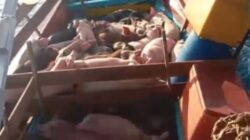 Keterangan foto; TNI AL berhasil menggagalkan penyelundupan ratusan ekor babi yang diangkut oleh dua kapal ikan tanpa identitas di perairan Nias Utara, Kamis (15/1) dini hari. Ist