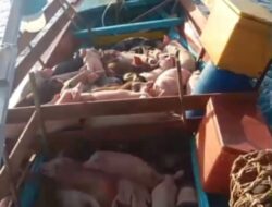 Penyelundupan Ratusan Ekor Babi Di Perairan Nias Utara Berhasil Digagalkan TNI AL