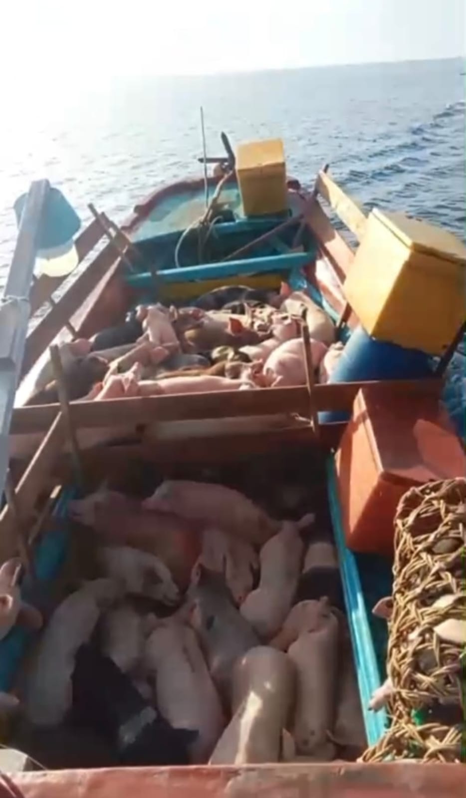 Keterangan foto; TNI AL berhasil menggagalkan penyelundupan ratusan ekor babi yang diangkut oleh dua kapal ikan tanpa identitas di perairan Nias Utara, Kamis (15/1) dini hari. Ist