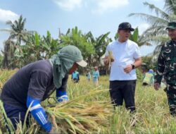 Bulog Sumut Mulai Serap Gabah Petani