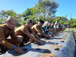 Pasca Terendam Banjir, Wabup Aceh Singkil Tanam Perdana Cabai Di Lahan Pertanian