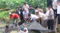 Keterangan Gambar Bupati Gus Irawan panen ikan di kolam Pokdakan Berkah Paya Puri sebagai bagian dari Gerakan 1.000 Kolam yang sudah menjadikan Tapsel Top-1 se Indonesia. (Ist)